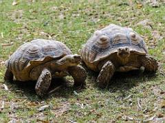149 BIO PARC DE DOUE LA FONTAINE 5- 2016_000048